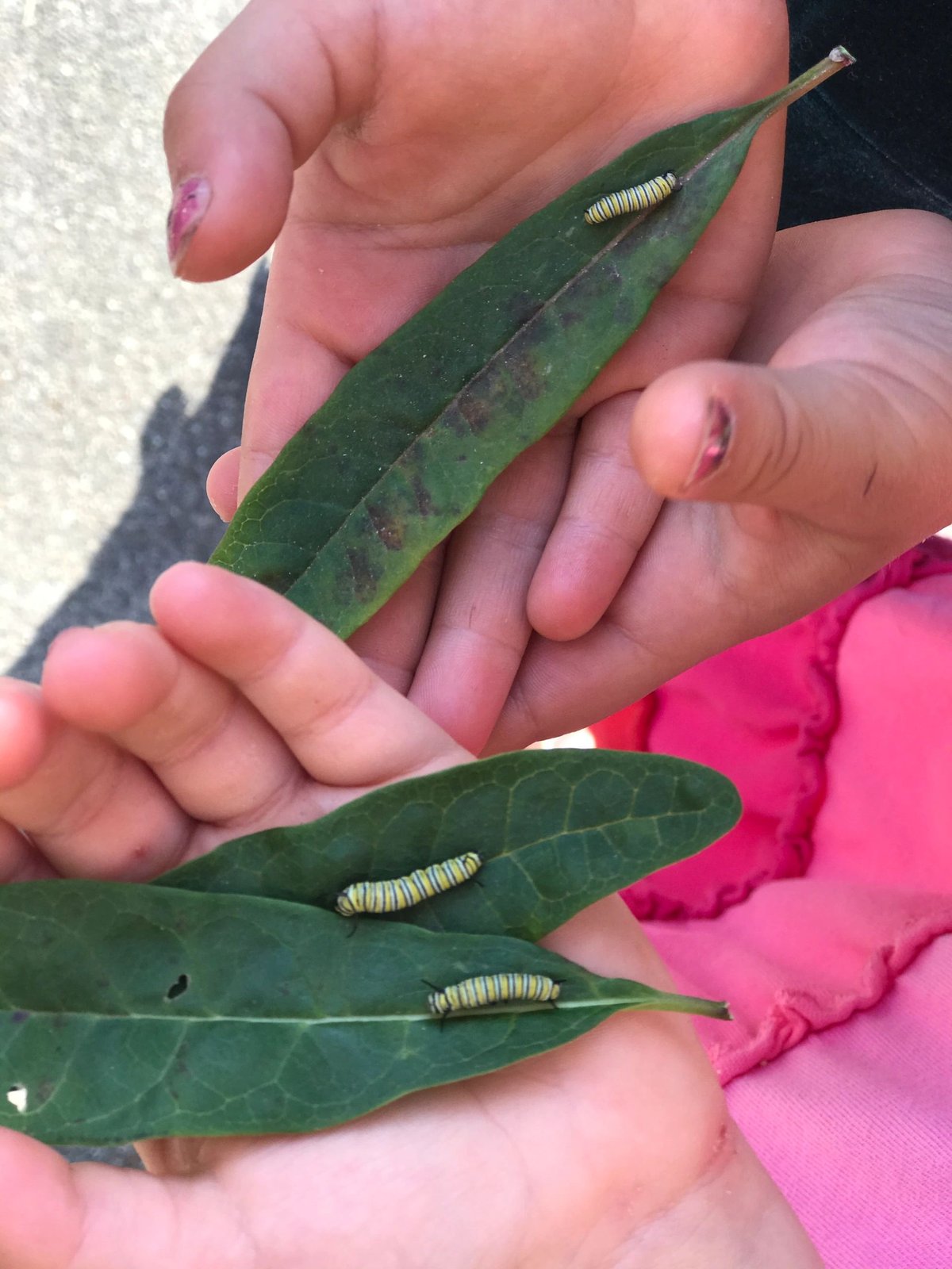 A child holding a leaf with monarch caterpillars