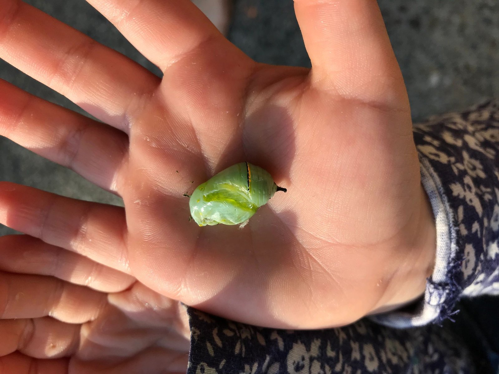 A child cupping a green chrysalis in their hand
