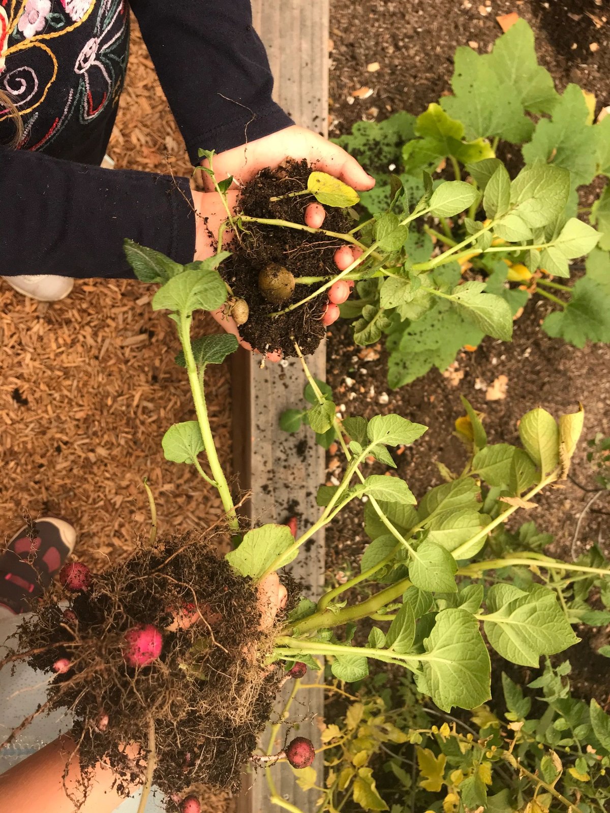 Lifting fresh potatoes and greens from the garden soil