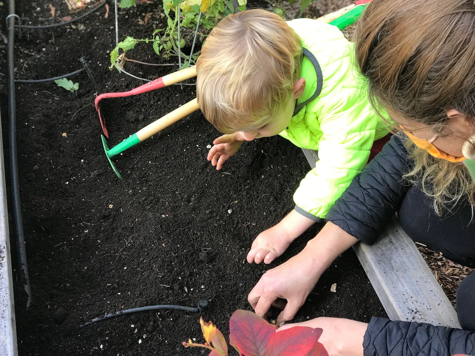 A teacher and child planting seedlings in the garden bed