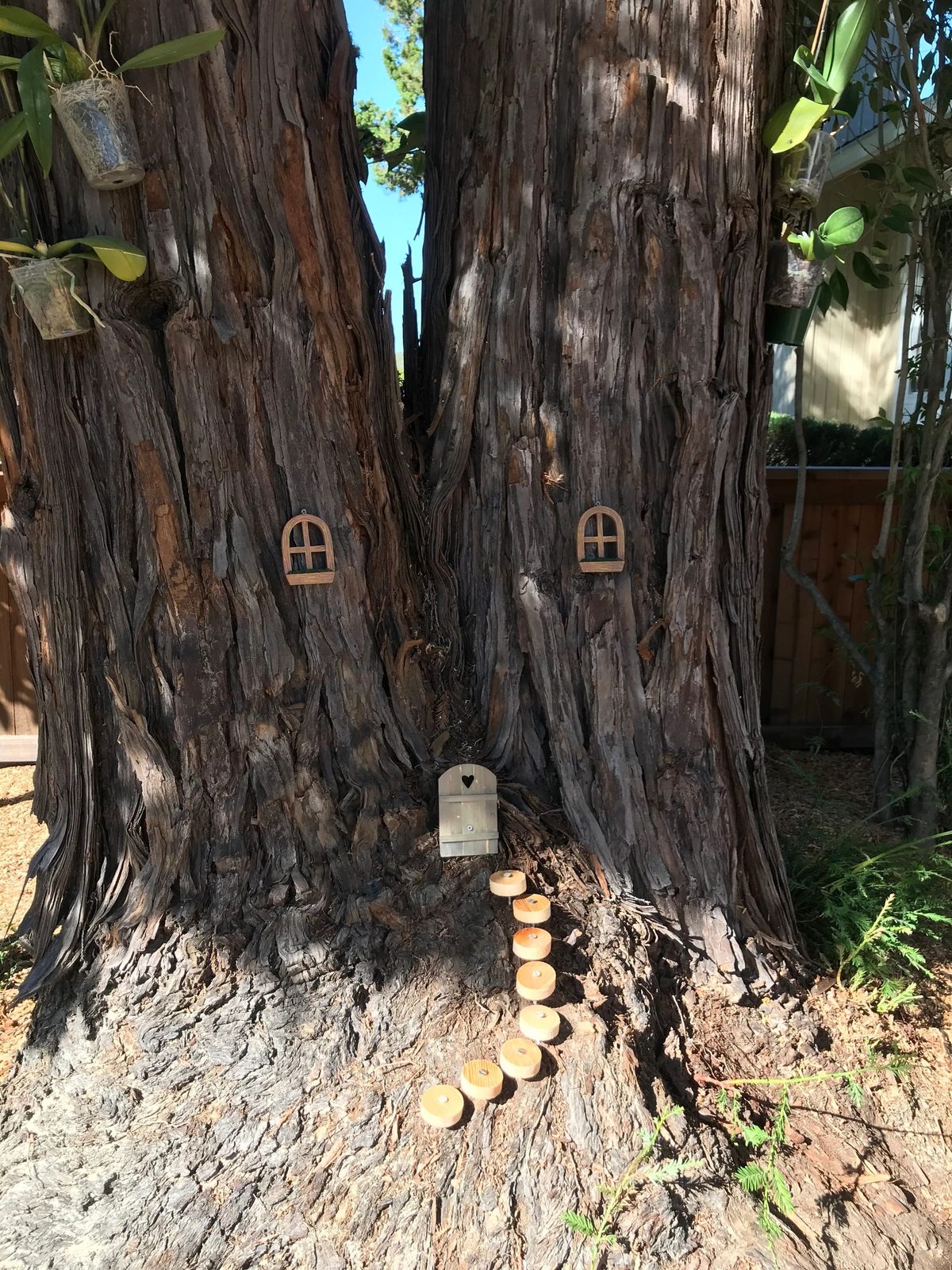 Natural treasures tucked into tree bark