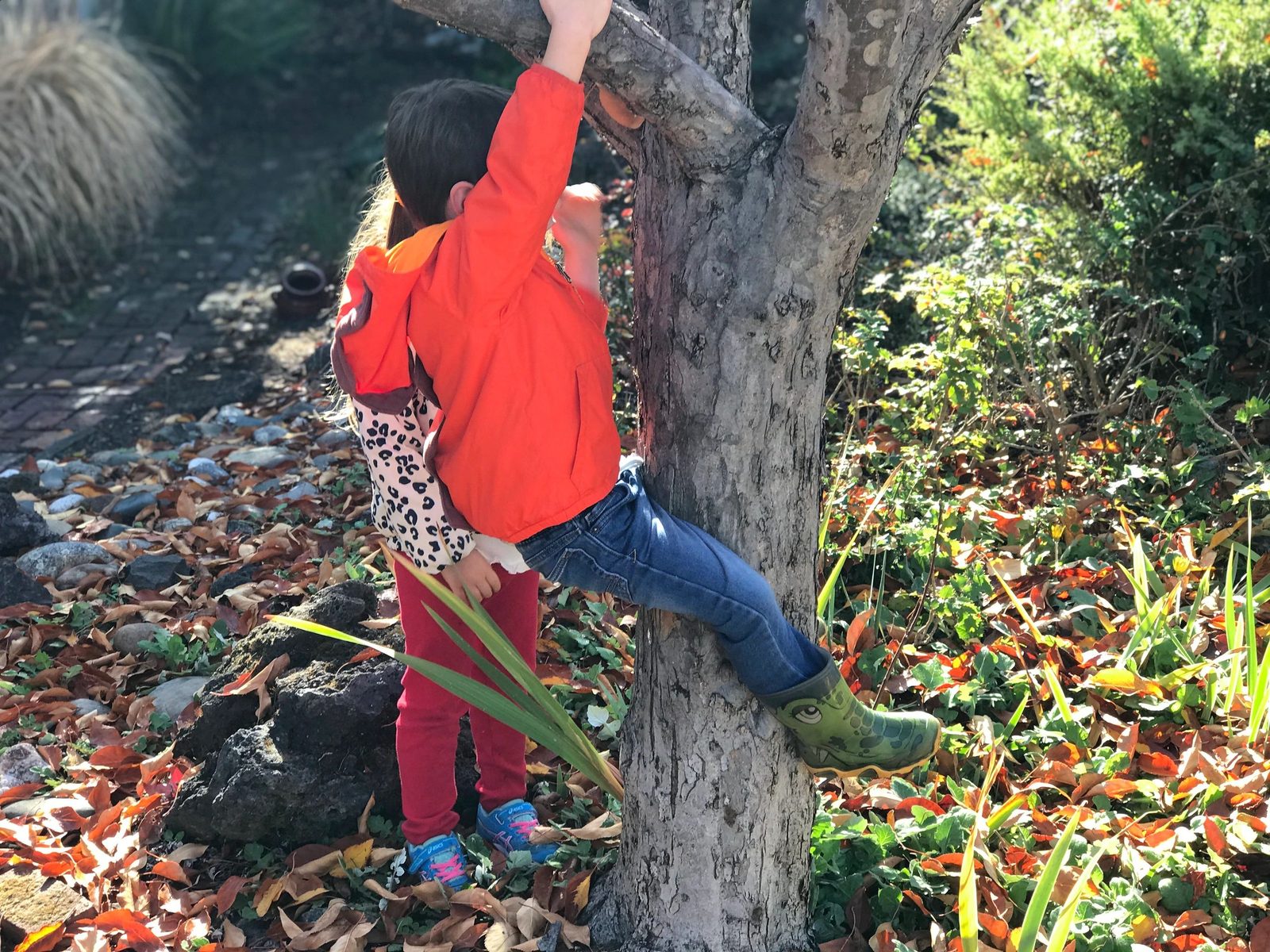 A child climbing a tree outdoors