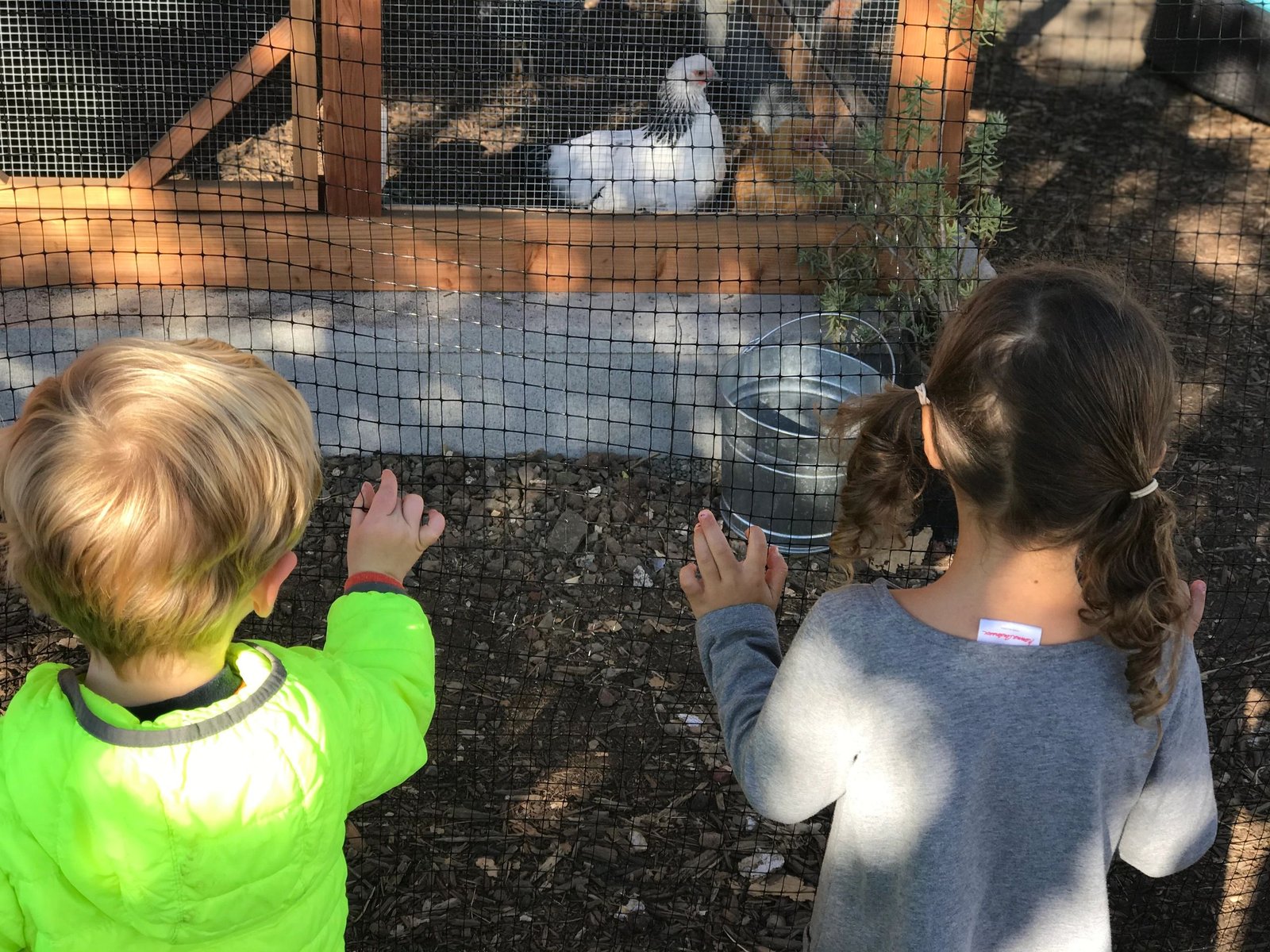 Two children watching chickens in the coop