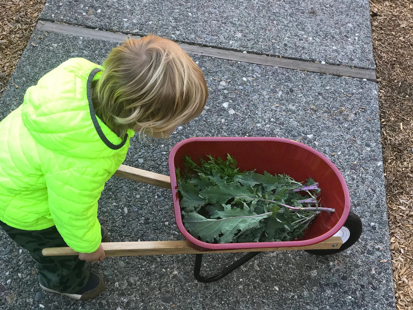 A child pushing a wheelbarrow of garden greens